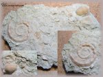 Брюхоногий молюск Euomphalus moniliferus и створка брахиоподы (моллюск 2)