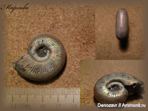 аммониты, моллюски, Бронницы, Perisphinctes, Arisphinctes, Ammonites
