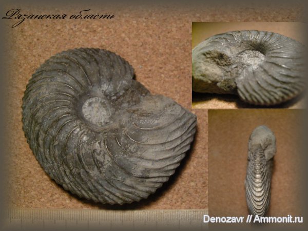 аммониты, моллюски, Longoceras, Ammonites