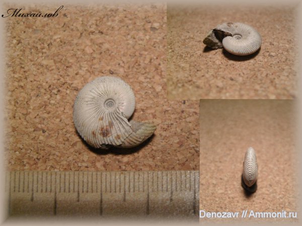 аммониты, моллюски, Funiferites, Funiferites funiferus, Phillips, Ammonites