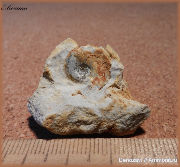 аммониты, моллюски, кимеридж, Ammonites, Липицы, Glochiceras, Kimmeridgian, Upper Jurassic