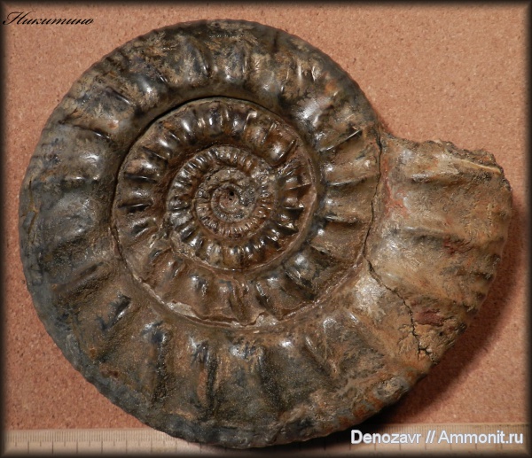 аммониты, моллюски, Никитино, Choffatia, Perisphinctidae, Ammonites, лопастные линии, Choffatia cardoti