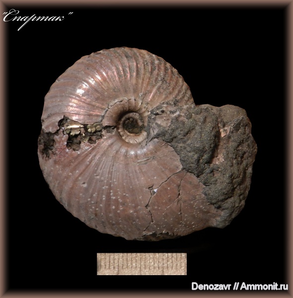 аммониты, моллюски, Funiferites, Спартак, Funiferites patruus, Ammonites