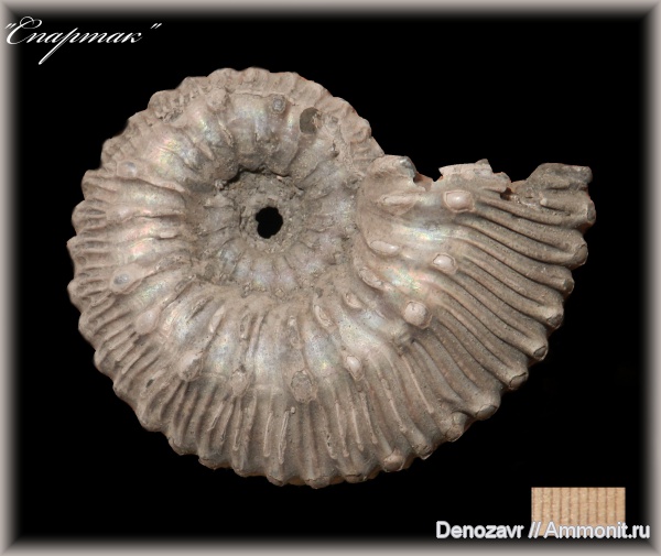 аммониты, моллюски, Kosmoceras, Ammonites, Kosmoceras lithuanicum