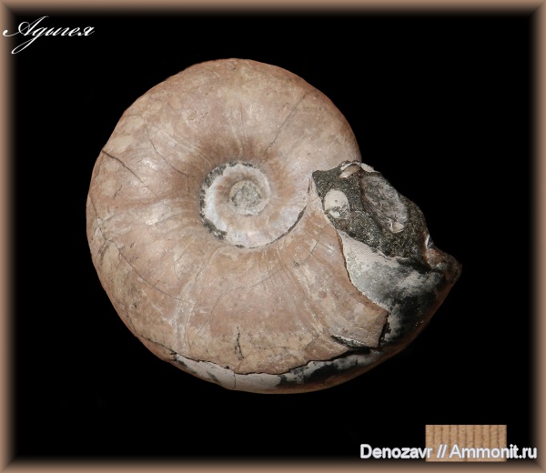 аммониты, моллюски, устье, Адыгея, Ammonites, Melchiorites