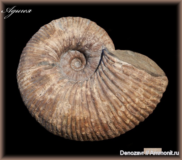 аммониты, моллюски, Epicheloniceras, Адыгея, Ammonites, Epicheloniceras waageni