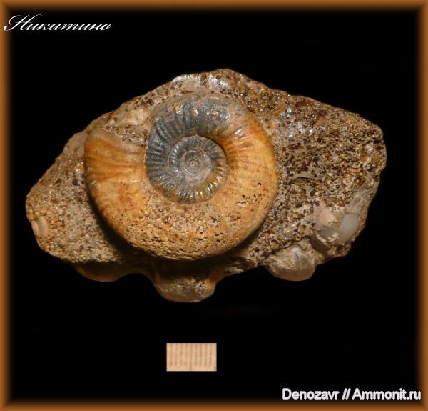 аммониты, моллюски, Indosphinctes, Indosphinctes nikitinoensis, Ammonites