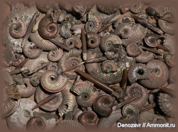 аммониты, белемниты, моллюски, Kosmoceras, Cardioceras, Funiferites, Binatisphinctes, Amoeboceras, Brightia, Ammonites, belemnites