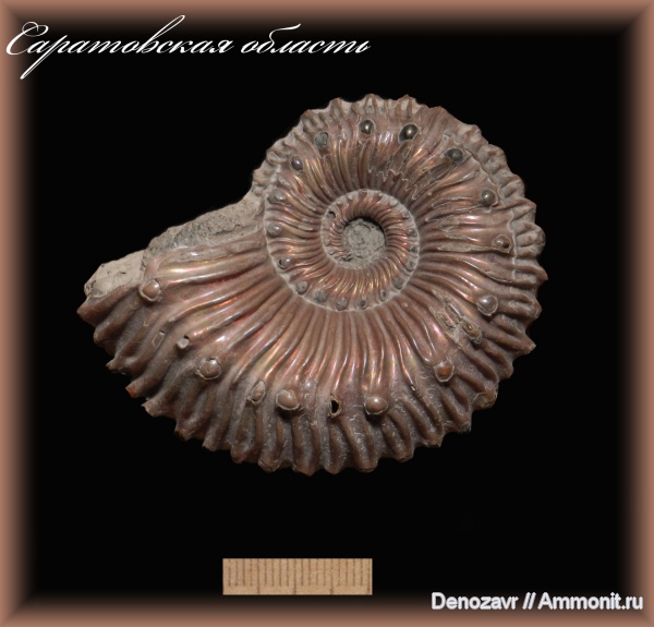аммониты, моллюски, Kosmoceras, Kosmoceratidae, Ammonites, Kosmoceras spinosum