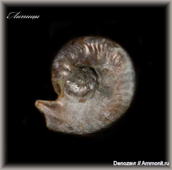 аммониты, моллюски, кимеридж, ушки, устье, Ammonites, Липицы, Sutneria, Microconchs, lappets, полное строение раковины аммонита, Kimmeridgian, Upper Jurassic