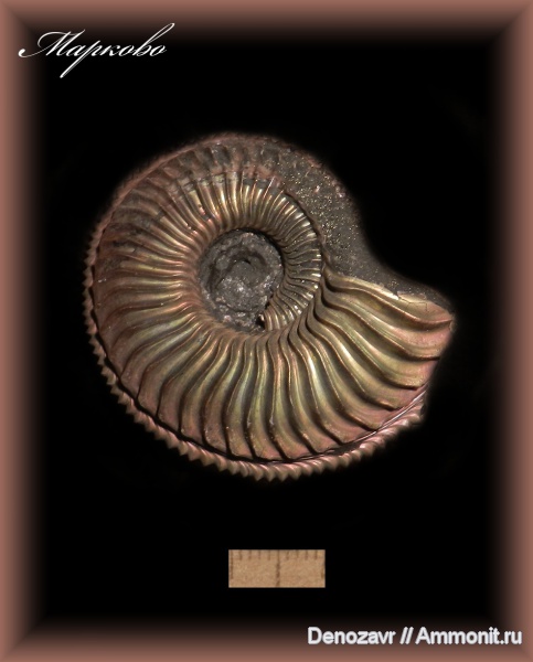 аммониты, моллюски, Бронницы, Марково, Amoeboceras, Ammonites, Amoeboceras ovale