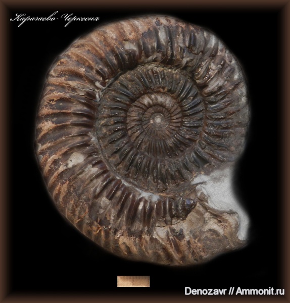 аммониты, моллюски, ушки, Parkinsonia, устье, Ammonites, Microconchs, lappets, полное строение раковины аммонита