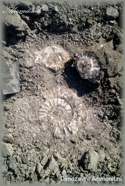 аммониты, моллюски, Binatisphinctes, Ammonites, Pseudopeltoceras