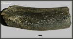 Фрагмент кости плиозавра.
