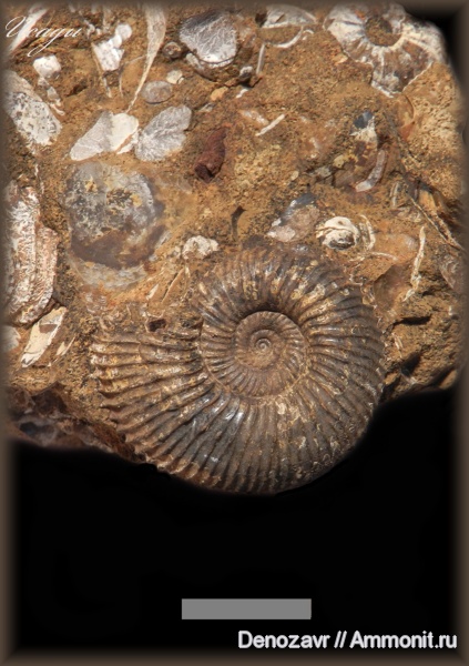 аммониты, моллюски, Kepplerites, Исады, Ammonites