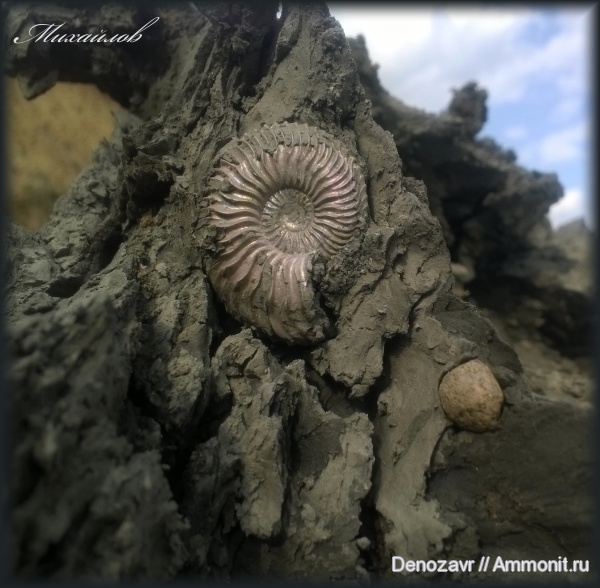 аммониты, моллюски, Cardioceras, Cardioceratidae, Ammonites