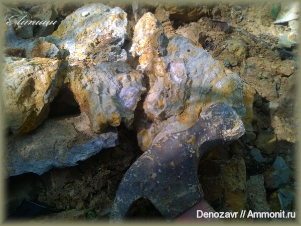 аммониты, моллюски, Ammonites, Sutneria