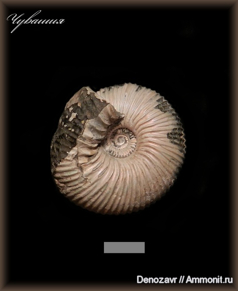 аммониты, моллюски, Cadoceras, Ammonites