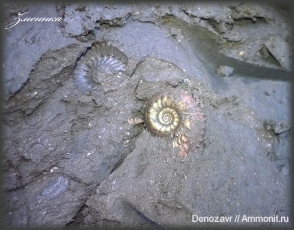 аммониты, моллюски, Kosmoceras, келловей, Kosmoceratidae, Ammonites, Callovian, Middle Jurassic