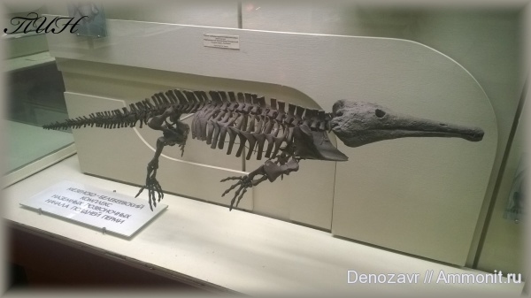 ПИН, platyoposaurus