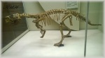 Скелет пситтакозавра.