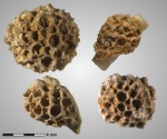 Небольшие кораллы (?) Favositida gen. et sp. indet.