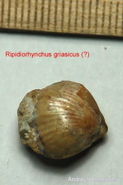 девон, Devonian, плеченогие, Ripidiorhynchus, Rhynchonellida