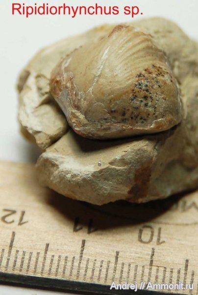 девон, Devonian, плеченогие, Ripidiorhynchus, Rhynchonellida