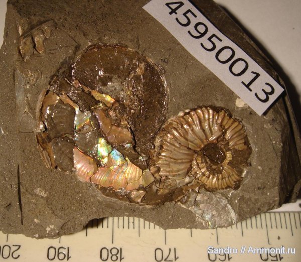 гетероморфные аммониты, Deshayesites, Aconeceras, Aptian, heteromorph ammonites