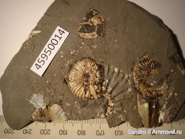 гетероморфные аммониты, Deshayesites, Aconeceras, Aptian, heteromorph ammonites