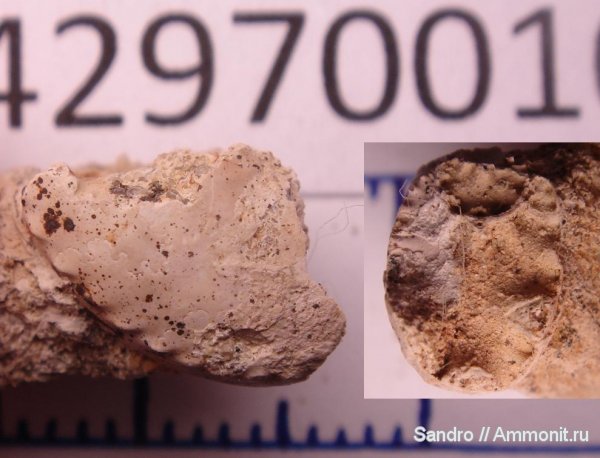 аммониты, Schloenbachia, Ammonites, Schloenbachia varians
