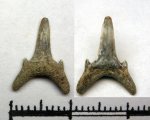 52A70010 - Зуб ламноидной акулы