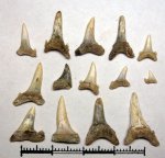52A70012-24  Различные зубы ламноидных акул