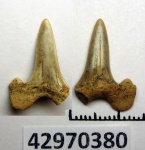 42970380 - передний зуб Cretalamna appendiculata
