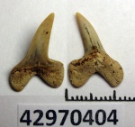 42970404 - зуб акулы, предположительно Mitsukurinidae