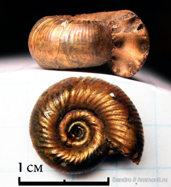 оксфорд, Perisphinctidae, ?, Subdiscosphinctes, Oxfordian