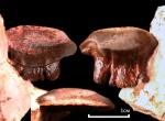 Зуб хрящевой рыбы Polyrhizodus
