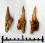 симфизный зуб Eostriatolamia subulata