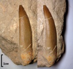 Зуб Плезиозавра из Марокко