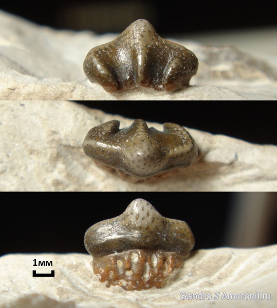 ?, Eugeneodontiformes, Arpagodus