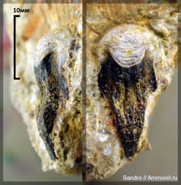 Petalodontiformes, Petalorhynchus