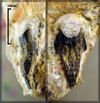 Petalorhynchus