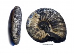 Virgatites gerassimovi