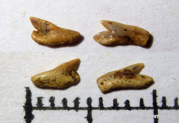 Palaeoanacorax, ?, Echinorhinidae, Echinorhinus