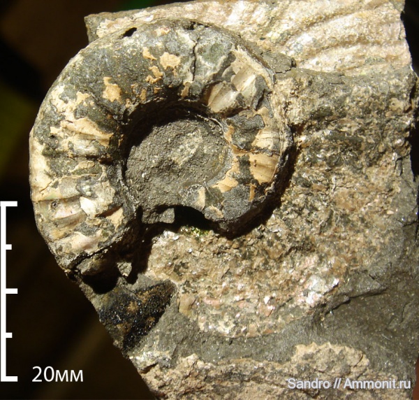 Euaspidoceras, ?, верхние челюсти аммонитов, ammonite jaws