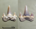 Eostriatolamia  с двоящимеся зубчиками или что мы знаем о сеноманских песчаных акулах..