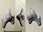 морщинистый зуб Protolamna из Пудовкино.