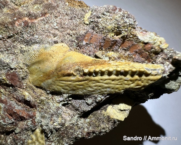 Bothriolepis, Вологодская область, Андома