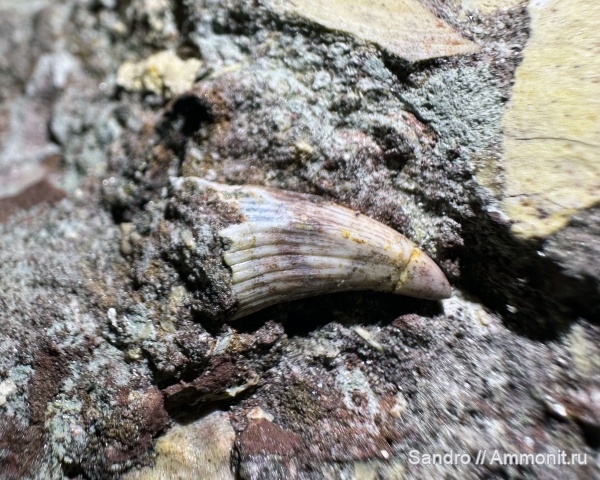 рыбы, ?, Андома