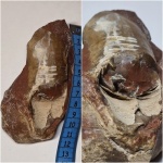 Прямораковинный моллюск Orthoceratoidea